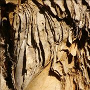 Paper Bark Tree